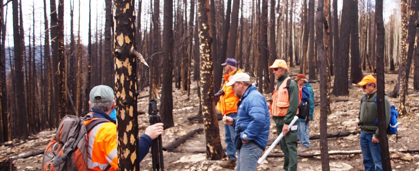 Controversy Over Forest Recovery Efforts Post-Fire