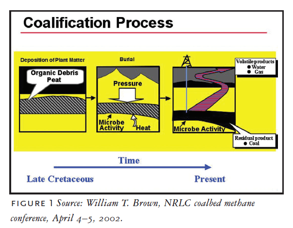 Coalification Process