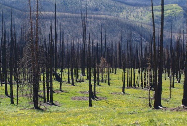 After Forest Fire Photo