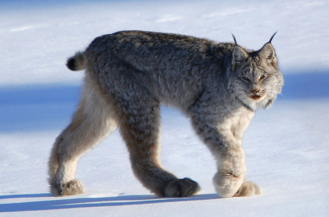 Photo of a Canada Lynx walking in the snow