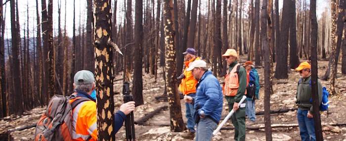 Forest managers in burned forest