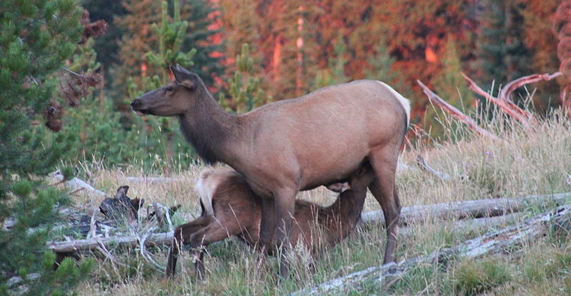 elk calf nursing
