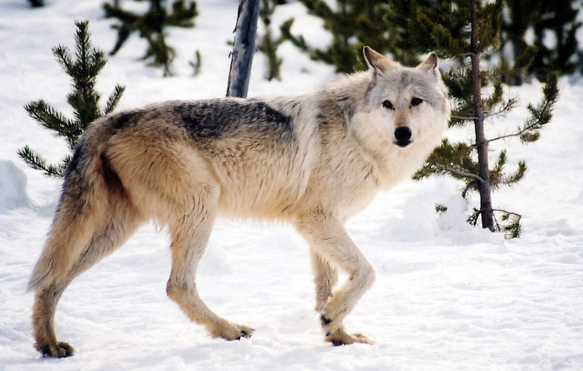 Why Restore Wolves to Colorado?