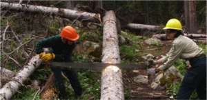 Clearing trails with a crosscut saw