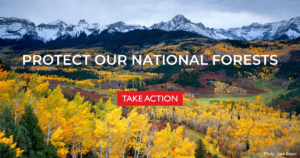 Take Action: Protect our National Forests