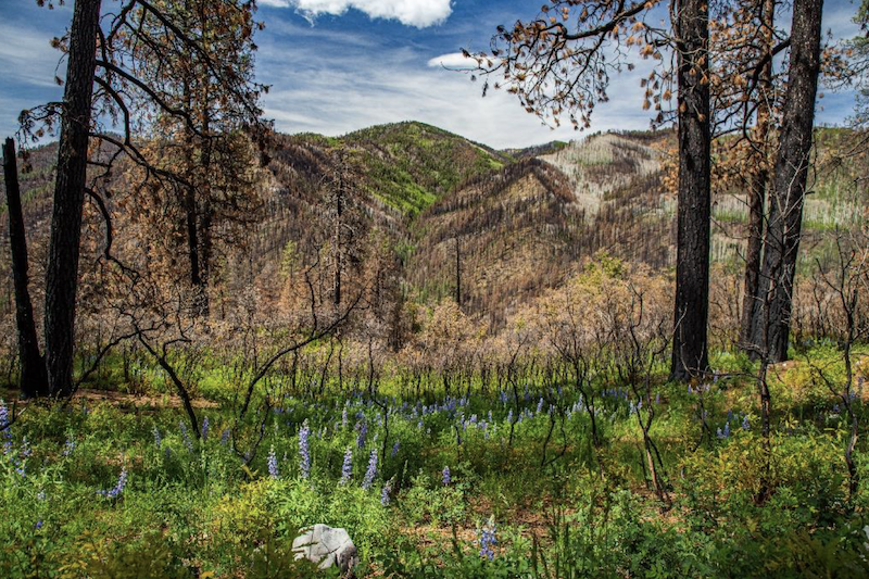 Forest after fire