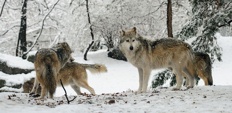 Why Restore Wolves to Colorado Part II: Colorado is the Missing Link