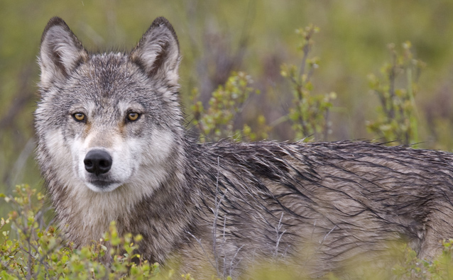 Why Restore Wolves to Colorado Part III: The Public Wants It