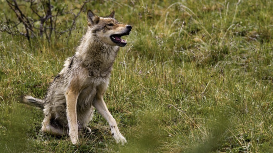 Why Restore Wolves to Colorado Part IV: Intentional Reintroduction Allows Flexibility