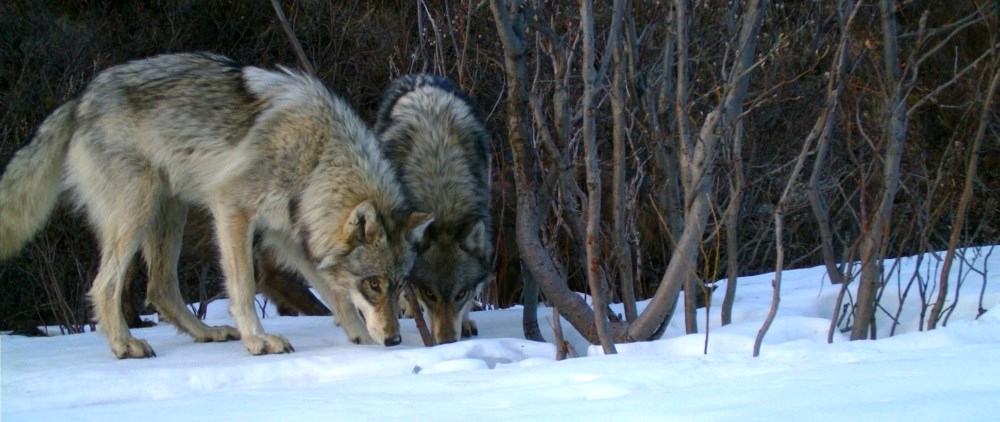 Why Restore Wolves to Colorado Part V: The Right Thing to Do