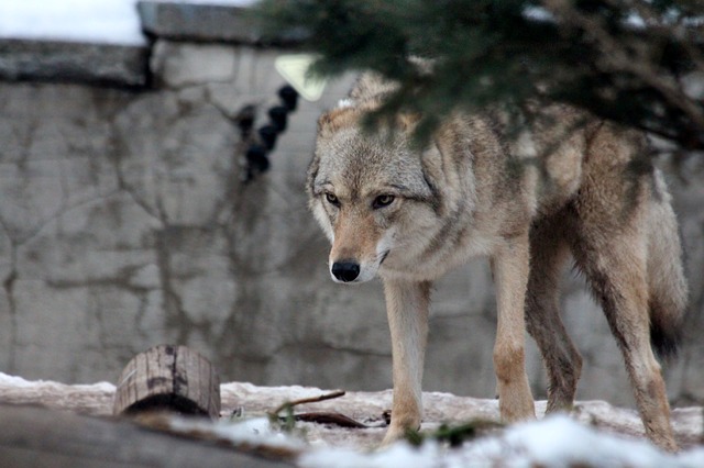The Myth of the “Canadian Wolf”