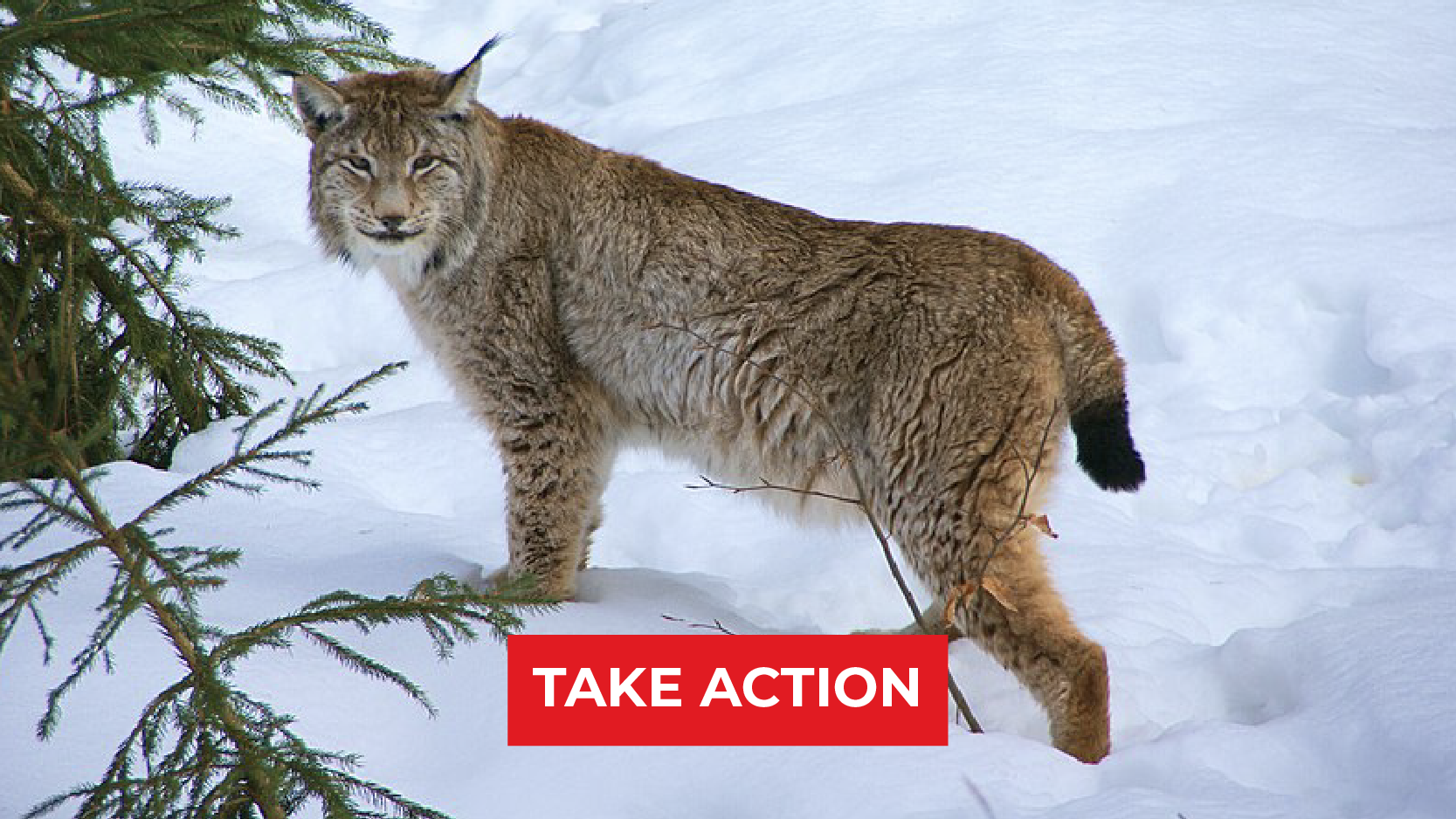 TAKE ACTION: Stop Purgatory’s Destruction of Lynx Habitat
