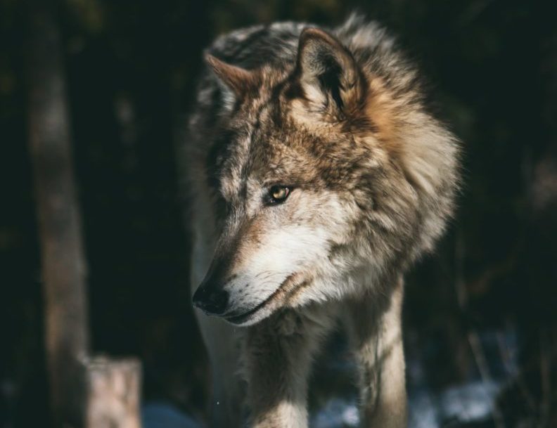 Breaking: Colorado Votes to Restore Wolves