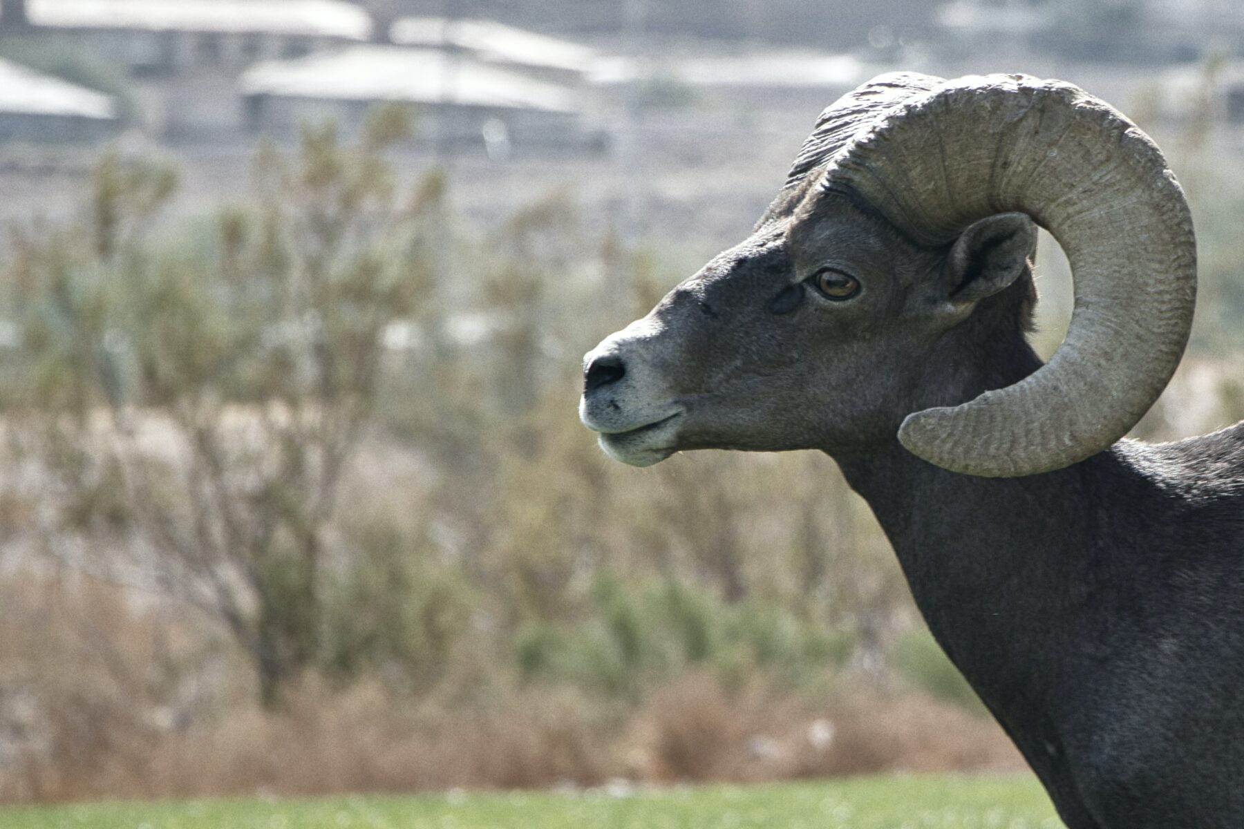 Domestic Sheep Grazing Halted at Coller State Wildlife Area