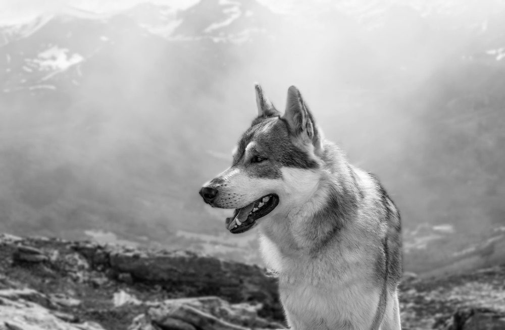 Protecting Wolves with the Endangered Species Act