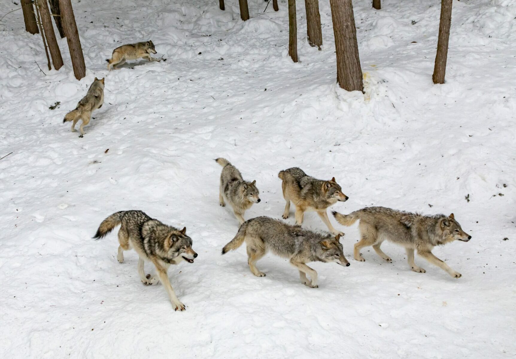 The Wolves Are Coming: Planning for Colorado’s Reintroduction