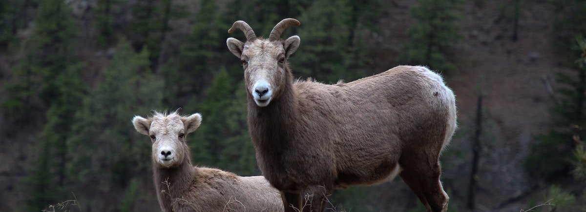 Take Action: Support Colorado’s Bighorn Sheep