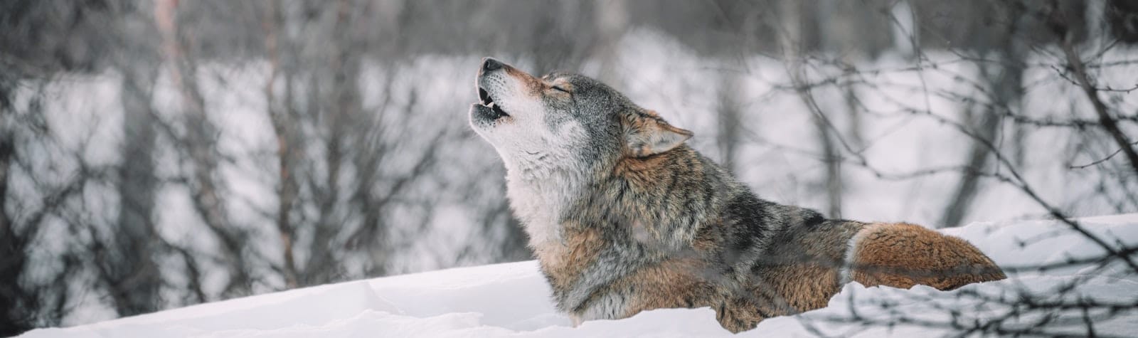 Take Action: Comment on Colorado’s Wolf Management Plan
