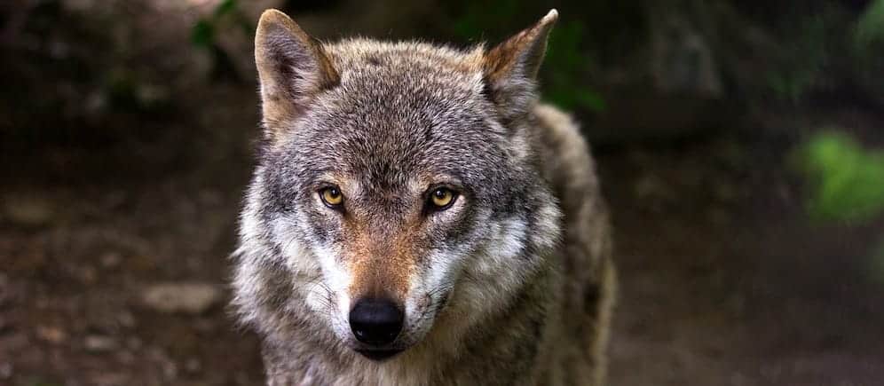Take Action: Ensure Wolves are Restored to Colorado This Year