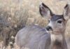 Take Action: Help Improve the BLM’s Big Game Plan