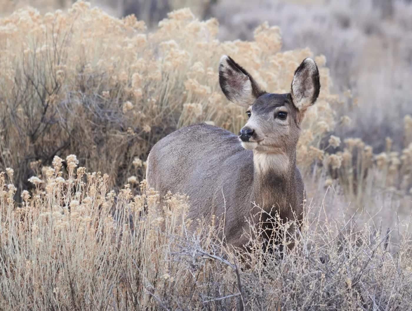 PRESS RELEASE: Big Game Migrations, Habitat May Benefit with Draft Colorado Plan